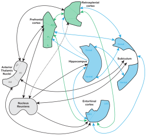 Extended memory circuit with midline thalamus linking prefrontal cortex, retrosplenial cortex, entorhinal cortex and hippocmapal areas